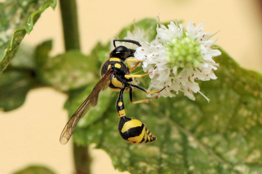 Vespidae Eumeninae: quale Eumenes?  Eumenes mediterraneus